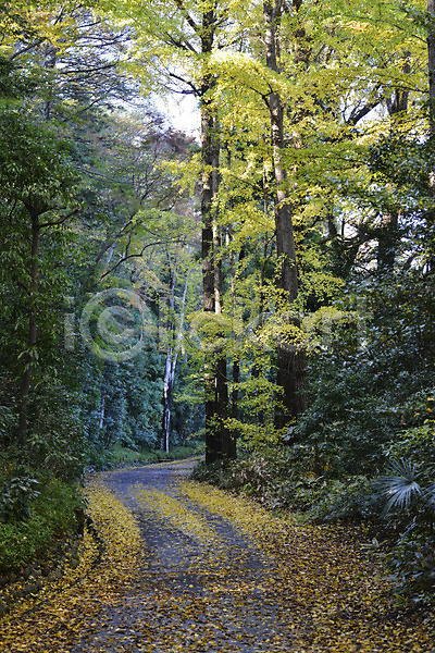 사람없음 JPG 포토 가을(계절) 가을풍경 계절 길 나무 낙엽 숲 숲길 식물 야외 오솔길 원근감 자연 주간 풍경(경치)