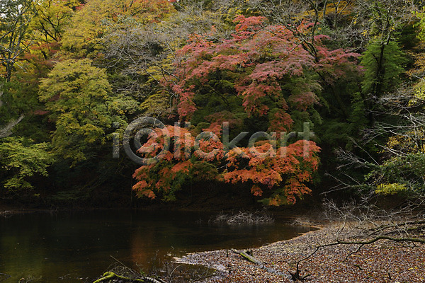 사람없음 JPG 포토 가을(계절) 가을풍경 계절 나무 단풍 숲 식물 야외 자연 주간 풍경(경치) 호수
