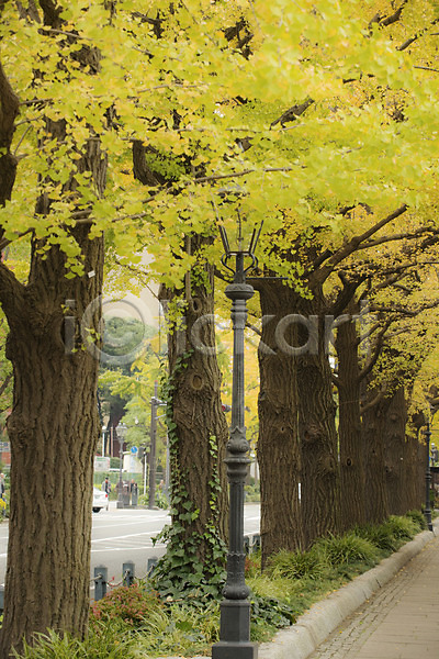 사람없음 JPG 포토 가로등 가로수 가을(계절) 가을풍경 거리 거리풍경 계절 나무 식물 야외 은행나무 은행잎 자연 주간 풍경(경치)