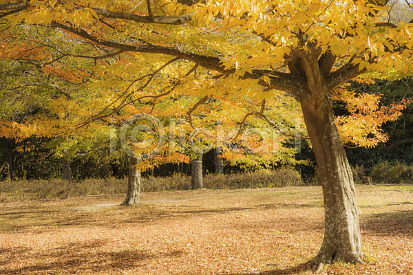 사람없음 JPG 포토 가을(계절) 가을풍경 나무 낙엽 단풍 숲 식물 야외 자연 주간 풍경(경치)
