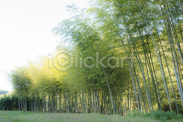 사람없음 JPG 포토 나무 대나무 대나무숲 숲 숲속 식물 야외 자연 주간 풍경(경치)