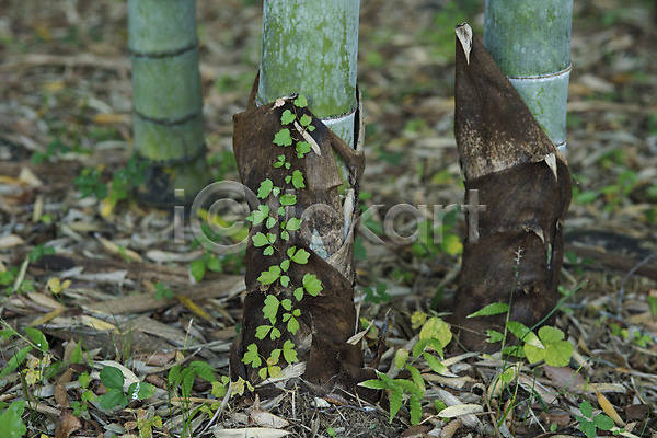 사람없음 JPG 아웃포커스 포토 나무 대나무 대나무숲 뿌리 숲 숲속 식물 야외 자연 주간 풀(식물) 풍경(경치)