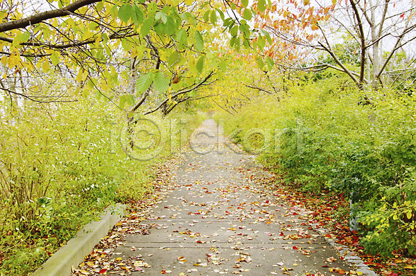 사람없음 JPG 포토 가을(계절) 가을풍경 계절 길 나무 나뭇잎 낙엽 산책로 식물 야외 오솔길 자연 주간 풍경(경치)