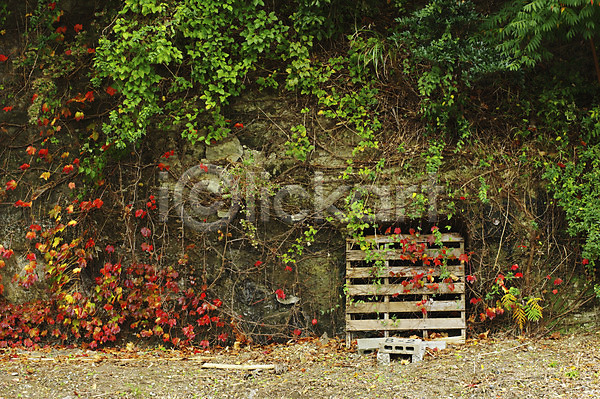 사람없음 JPG 포토 가을(계절) 가을풍경 계절 나뭇잎 단풍 담쟁이덩굴 돌(바위) 바위(돌) 벽돌 식물 야외 자연 주간 풍경(경치)
