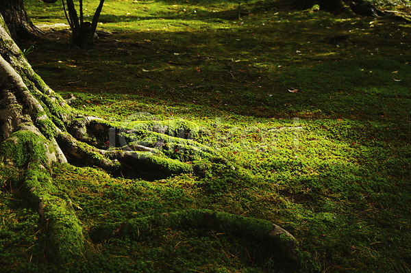 사람없음 JPG 포토 나무 뿌리 숲 식물 야외 이끼 자연 주간 초록색 컬러 풍경(경치) 햇빛