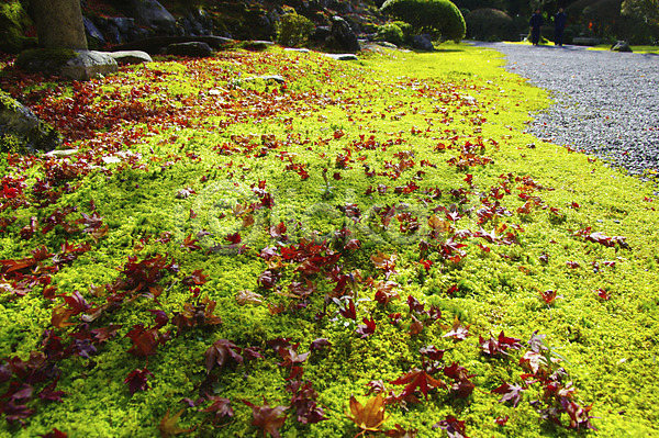 사람없음 JPG 포토 가을(계절) 가을풍경 교토 나뭇잎 낙엽 단풍 식물 야외 이끼 일본 잎 자연 주간 풍경(경치)