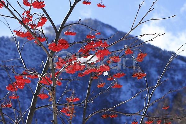 사람없음 JPG 아웃포커스 포토 겨울 계절 구름(자연) 나무 나뭇가지 눈(날씨) 산 식물 야외 열매 자연 주간 풍경(경치) 하늘