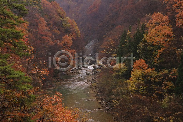 사람없음 JPG 포토 가을(계절) 가을풍경 계곡 계절 나무 단풍 물 산 숲 식물 야외 자연 주간 풍경(경치)