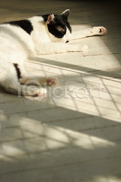 사람없음 JPG 포토 고양이 그림자 눕기 동물 동물라이프 마루(인테리어) 반려 반려동물 실내 잠 주간 포유류 한마리