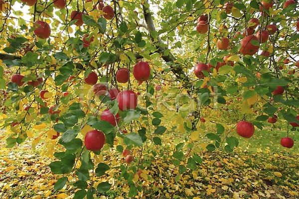 사람없음 JPG 포토 과수원 과일 과일나무 나무 나뭇가지 나뭇잎 사과(과일) 사과나무 식물 야외 열매 음식 자연 주간