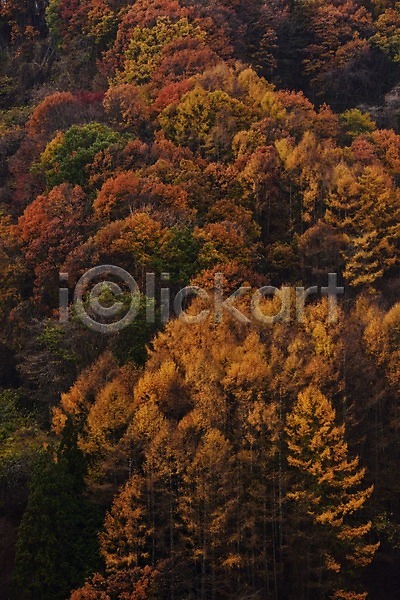사람없음 JPG 포토 가을(계절) 가을풍경 계절 나무 단풍 백그라운드 산 숲 식물 야외 자연 주간 풍경(경치)