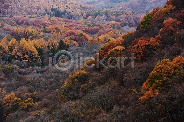 사람없음 JPG 포토 가을(계절) 가을풍경 계절 나무 단풍 산 숲 식물 야외 자연 주간 풍경(경치)