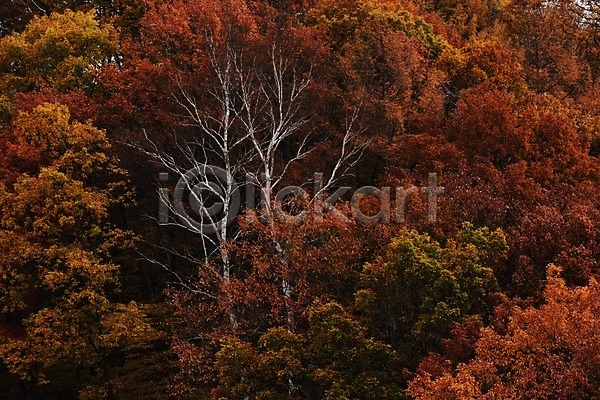 사람없음 JPG 포토 가을(계절) 가을풍경 계절 나무 단풍 백그라운드 산 숲 식물 야외 자연 주간 풍경(경치)