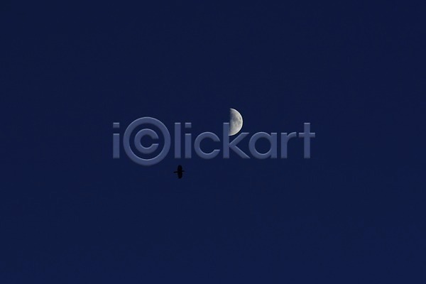 사람없음 JPG 포토 달 동물 반달 밤하늘 비행 야외 자연 조류 풍경(경치) 하늘 한마리