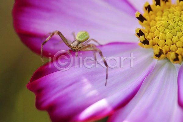 사람없음 JPG 근접촬영 아웃포커스 포토 거미 곤충 꽃 꽃술(꽃) 꽃잎 동물 벌레 분홍색 식물 자연 컬러 한마리 한송이