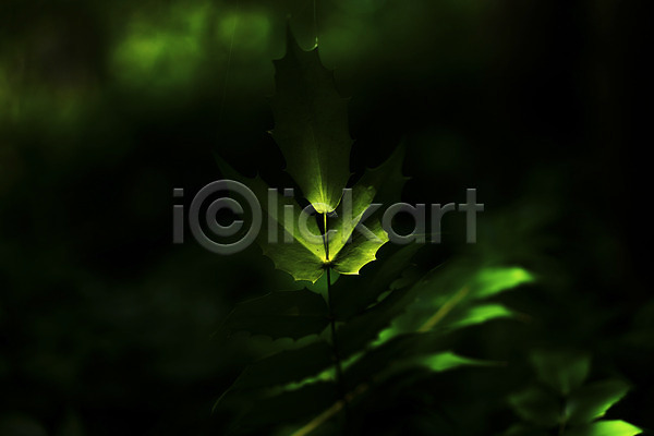 사람없음 JPG 아웃포커스 포토 나뭇잎 식물 야외 잎 자연 초록색 컬러 햇빛