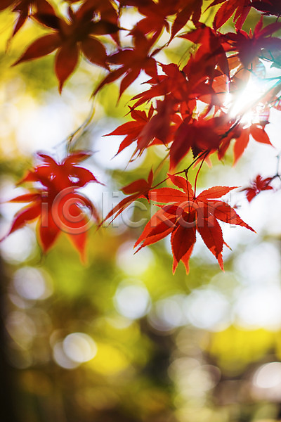 사람없음 JPG 아웃포커스 포토 가을(계절) 가을풍경 계절 나뭇잎 단풍 단풍나무 식물 야외 잎 자연 주간 햇빛