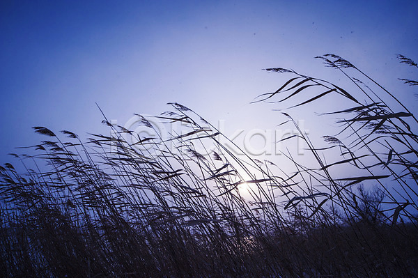 사람없음 JPG 실루엣 포토 갈대(식물) 식물 야외 억새 일몰 자연 주간 풍경(경치) 하늘 햇빛