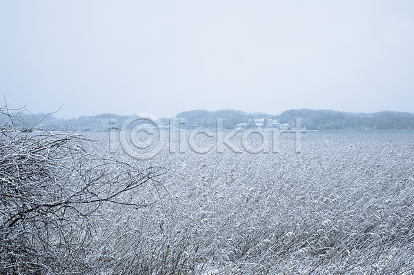 사람없음 JPG 포토 겨울 계절 나무 눈(날씨) 식물 야외 자연 주간 초원(자연) 풍경(경치)