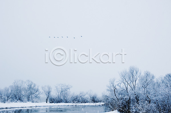 사람없음 JPG 포토 겨울 계절 나무 눈(날씨) 동물 비행 식물 야외 여러마리 연못 자연 조류 주간 풍경(경치)