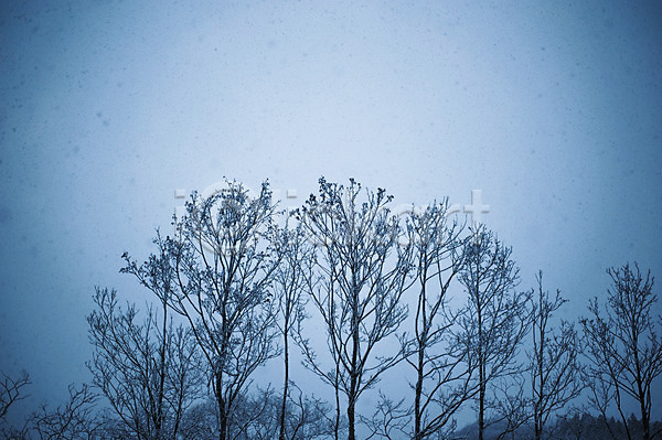 사람없음 JPG 포토 겨울 계절 나무 눈(날씨) 식물 야외 자연 주간 풍경(경치) 하늘