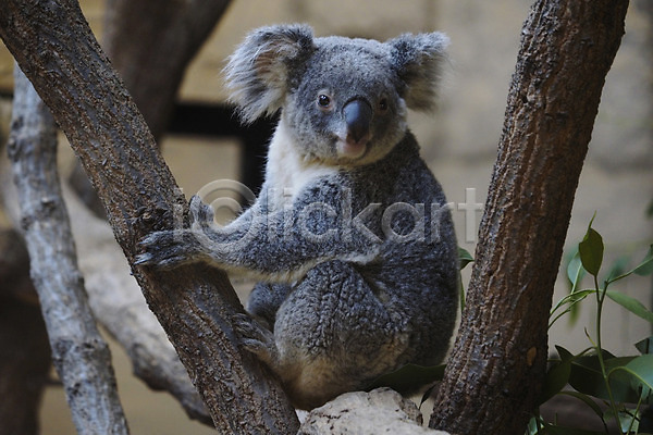 사람없음 JPG 포토 나무 나뭇가지 동물 동물원 앉기 야생동물 야외 주간 초식동물 코알라 포유류 한마리