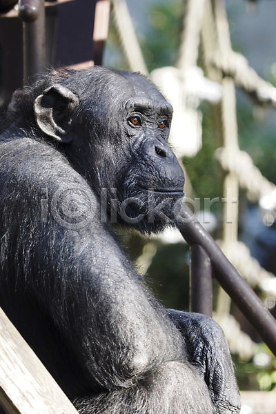 사람없음 JPG 아웃포커스 포토 동물 동물원 야생동물 야외 응시 주간 침팬지 포유류