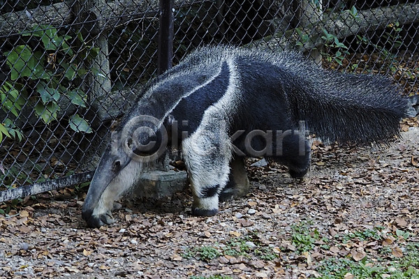 사람없음 JPG 포토 개미핥기 동물 동물원 야생동물 야외 주간 철조망 포유류 한마리