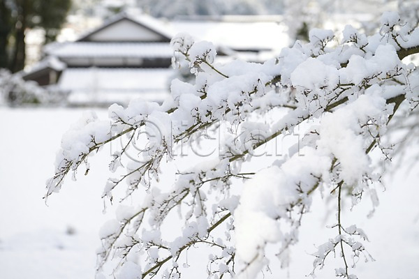 사람없음 JPG 아웃포커스 포토 건축물 겨울 나무 나뭇가지 눈(날씨) 식물 야외 일본 일본문화 주간 풍경(경치)