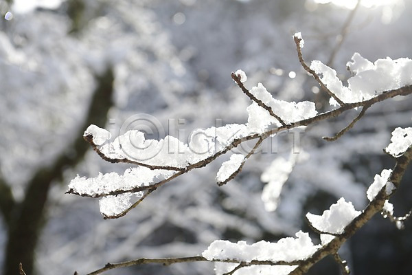 사람없음 JPG 아웃포커스 포토 겨울 계절 나무 나뭇가지 눈(날씨) 설경 식물 야외 자연 주간 풍경(경치)