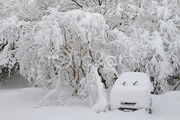 사람없음 JPG 포토 겨울 계절 나무 눈(날씨) 설경 식물 야외 와이퍼 자동차 자연 주간 풍경(경치)