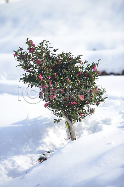 사람없음 JPG 포토 겨울 계절 꽃 꽃나무 나무 눈(날씨) 식물 야외 자연 주간 풍경(경치)
