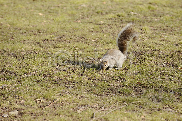 사람없음 JPG 포토 공원 뉴욕 다람쥐 동물 미국 아메리카 야생동물 야외 잔디 주간 풍경(경치) 한마리 해외풍경
