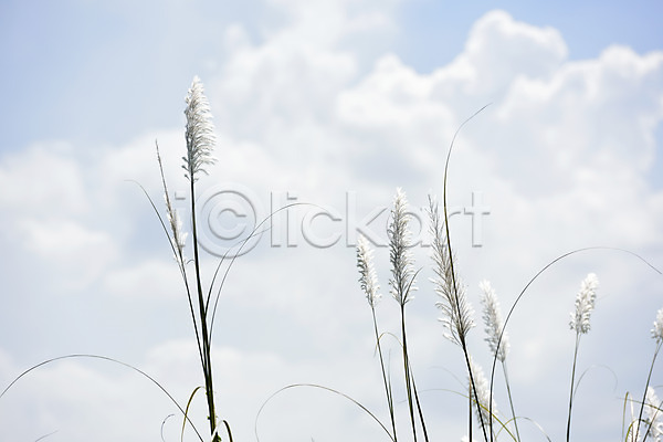 사람없음 JPG 포토 가을(계절) 계절 구름(자연) 식물 야외 억새 자연 주간 팜파스그라스 풀(식물) 풍경(경치) 하늘