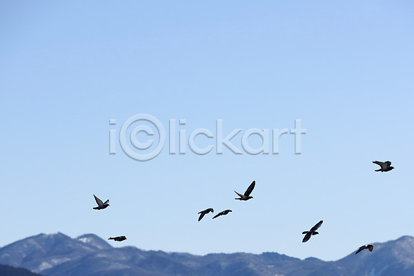 사람없음 JPG 포토 동물 비둘기 비행 산 야외 여러마리 자연 조류 주간 풍경(경치) 하늘