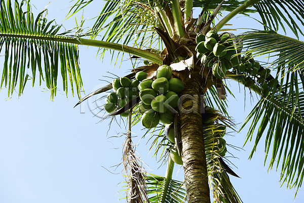 사람없음 JPG 로우앵글 포토 나무 식물 야외 야자수 열대 열매 자연 주간 코코넛 필리핀 하늘 해외풍경