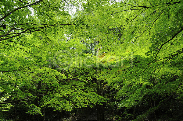 사람없음 JPG 포토 나무 나뭇가지 숲 식물 야외 자연 주간 초록색 컬러 풍경(경치)