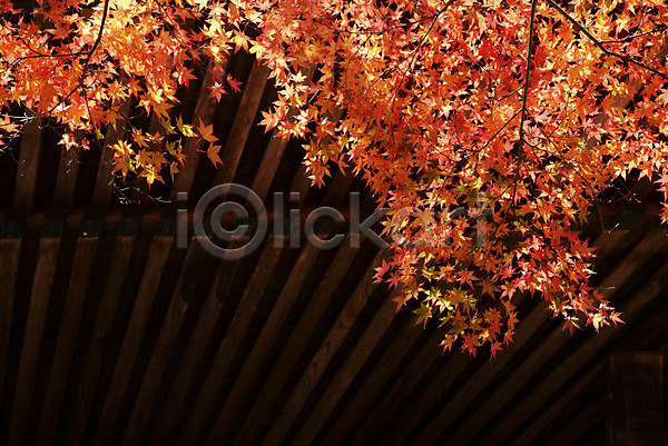 사람없음 JPG 포토 가을(계절) 가을풍경 계절 나뭇가지 나뭇잎 단풍 단풍나무 식물 야외 자연 주간 풍경(경치)