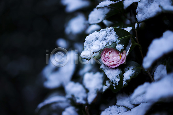 사람없음 JPG 아웃포커스 포토 겨울 겨울풍경 계절 꽃 나뭇잎 눈(날씨) 분홍색 식물 야외 자연 주간 컬러 풍경(경치) 한송이