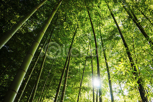 사람없음 JPG 로우앵글 포토 나무 대나무 대나무숲 숲 식물 야외 자연 주간 초록색 컬러 풍경(경치) 햇빛