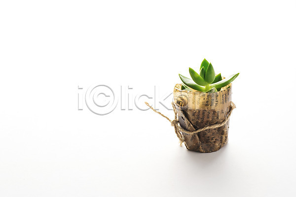 사람없음 JPG 포토 다육식물 미니 식물 오브젝트 작음 포장 화분