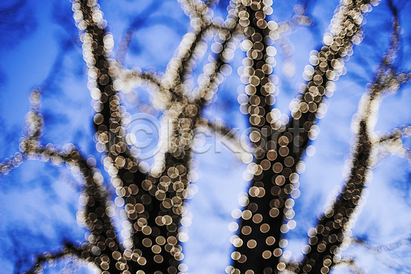 사람없음 JPG 소프트포커스 포토 겨울 겨울풍경 계절 나무 나뭇가지 보케 빛 식물 야외 장식 조명 크리스마스 풍경(경치)