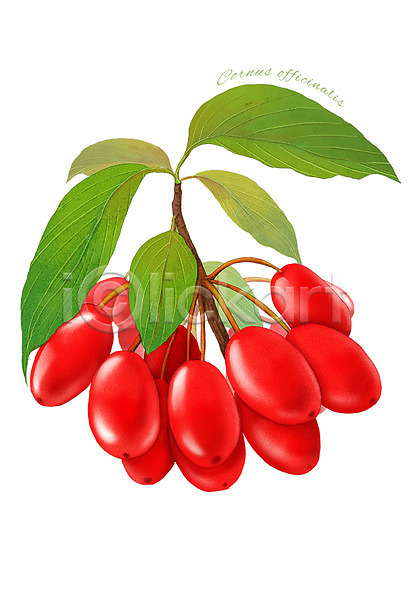 사람없음 PSD 일러스트 과일 농작물 디테일 빨간색 산수유 식재료 열매 음식 잎 컬러