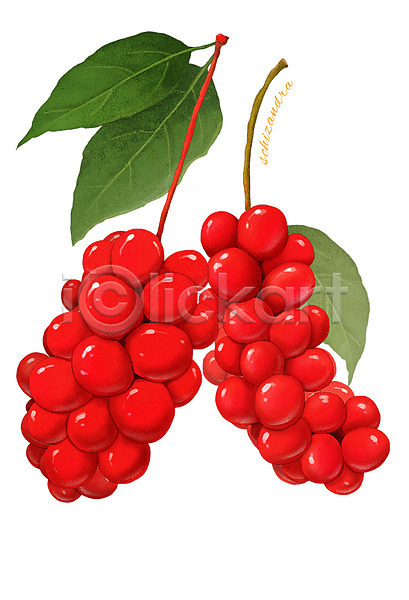 사람없음 PSD 일러스트 과일 농작물 디테일 빨간색 식재료 열매 오미자 음식 잎 컬러