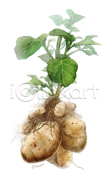 사람없음 PSD 일러스트 감자 농작물 디테일 뿌리 식재료 잎 줄기 채소