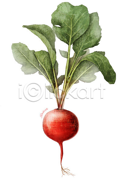 사람없음 PSD 일러스트 농작물 디테일 빨간색 식재료 잎 적환무 줄기 채소 컬러 한개