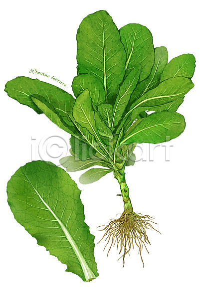 사람없음 PSD 일러스트 농작물 디테일 로메인상추 뿌리 상추 식재료 잎 채소