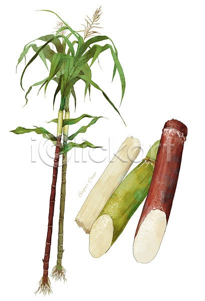 사람없음 PSD 일러스트 농작물 디테일 뿌리 사탕수수 식물 식재료 음식 잎 줄기