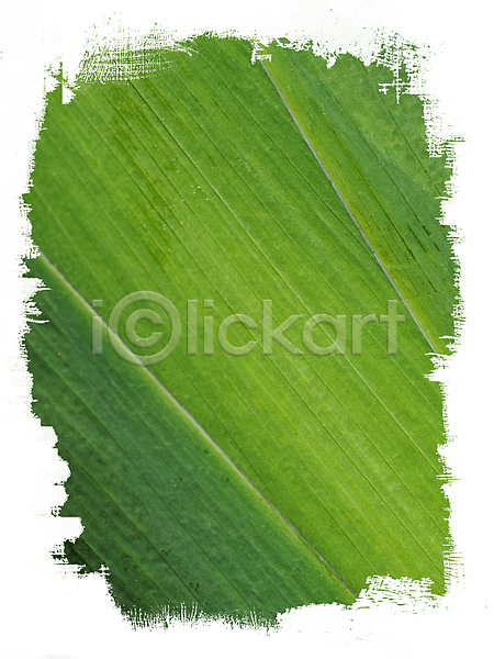 활발 사람없음 JPG 포토 해외이미지 내추럴 묘사 백그라운드 유기농 잎 자연 정맥 질감 초록색 추상 카피스페이스 페인트 해외202004