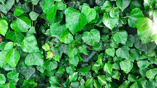 소중 사람없음 JPG 포토 해외이미지 내추럴 벽 아이비 잎 정원 초록색 큼 풍경(경치) 해외202004
